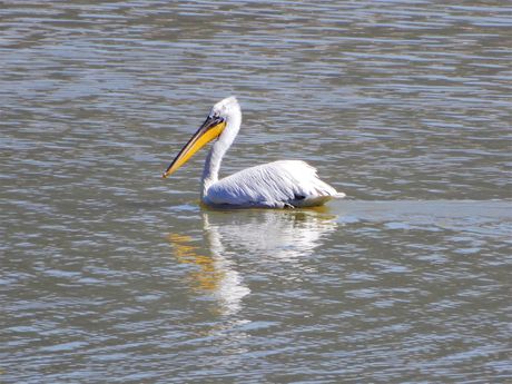 A pelican in Lake Karla.