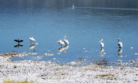 Pelicans and a cormorant at the shores of Lake Karla.