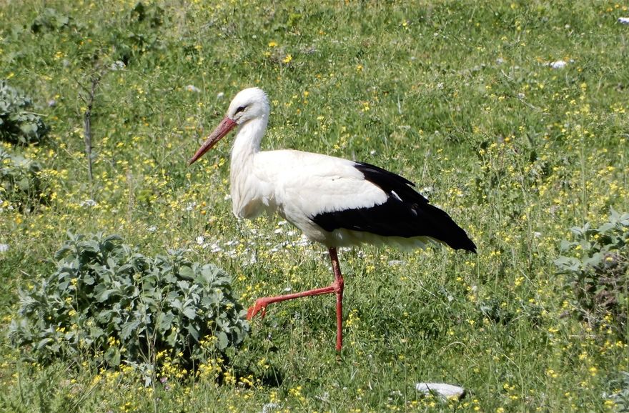 A stork at the shores of Lake Karla.
