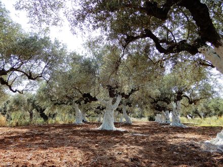 Olive trees cover every plane, every field and every hill in Messenia.  Olive groves cover even mountains and give to the country this amazing green-silver color we all love in this part of the world.
