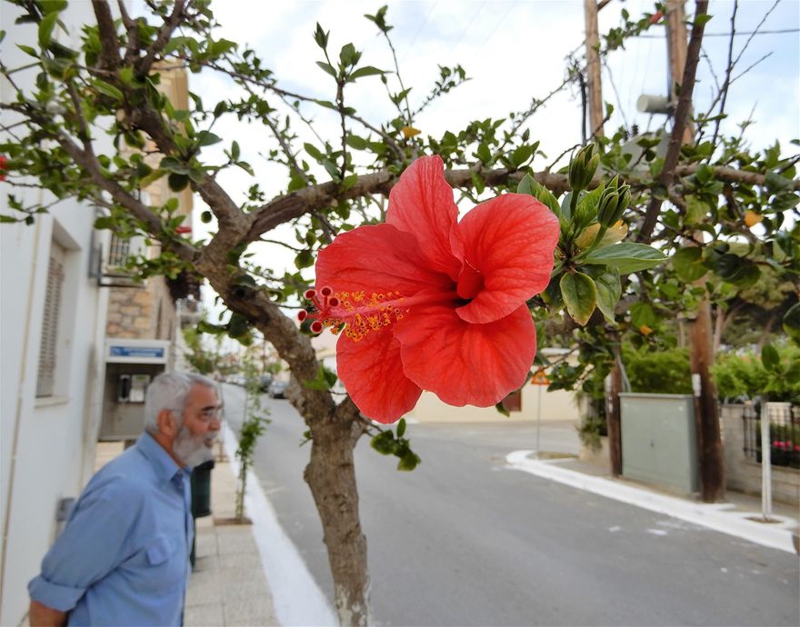 The streets of Methoni are lined with hibiscus trees!