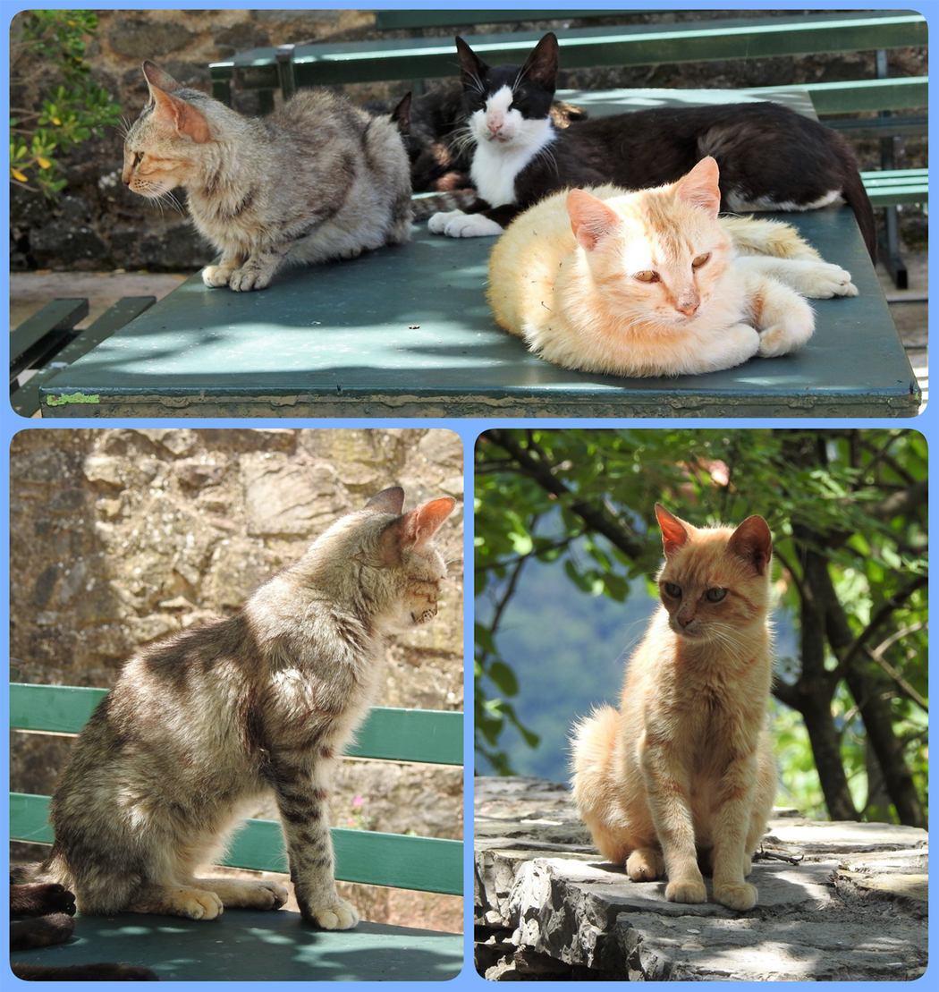 The cats of Philosophou Monastery.