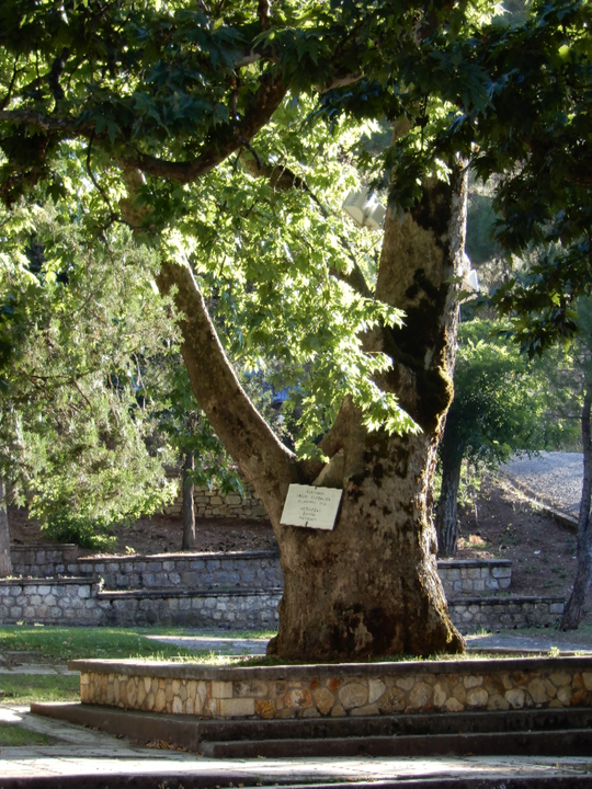 The centuries-old plane tree, under whose shadow, according to the tradition, met three important figures and fighters of the 1821 Greek Revolution: Zaimis, Petmezas and Fotilas
