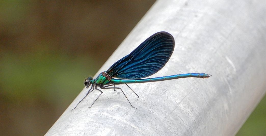 A beautiful blue dragonfly.