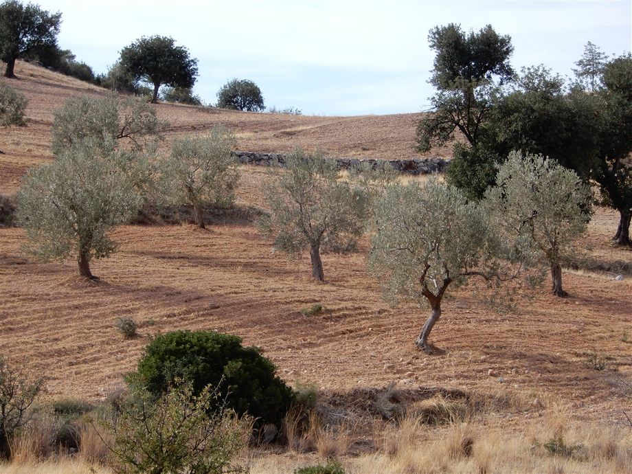 Olive groves, typical of the Argolis countryside.