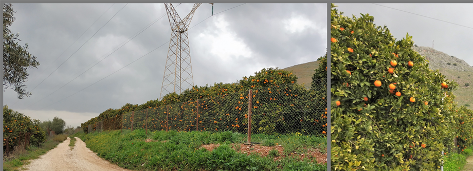 The dirty narrow road (left) which leads to the entryway of the tomb (right).  The entry way actually cuts through an orange orchard.