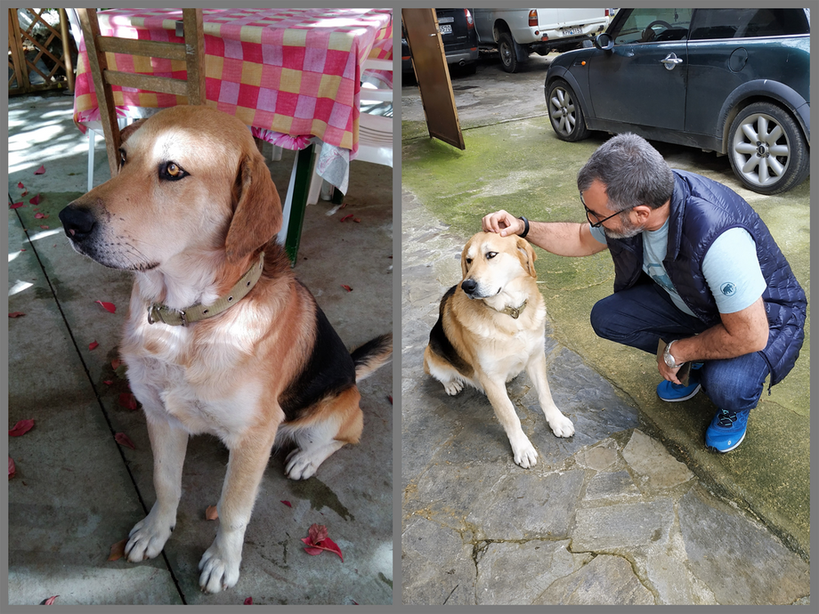 The tavarna dog in October 2017(left) and in February 2019 (right).