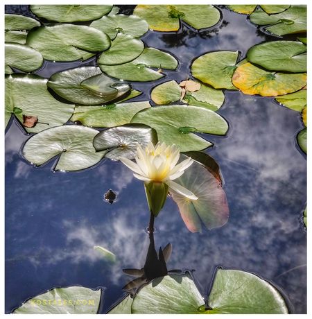 Water lilies at the premises of Hokkaido University.