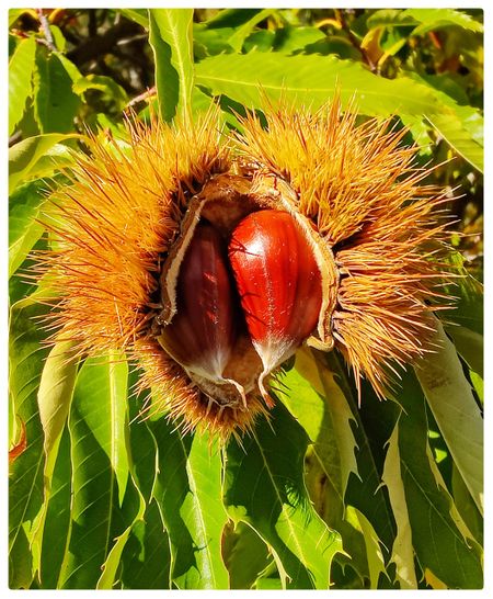 Melivoia chestnuts.